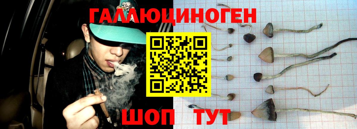 Галлюциногенные грибы Psilocybine cubensis  Вход с VPN  Юрга 